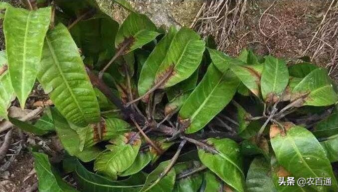 哪些药剂可以预防芒果角斑病,芒果急性角斑病是什么原因