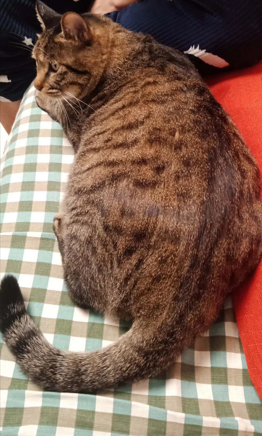 猫咪猫癣的最佳治疗方法,猫咪猫癣一直治不好怎么办