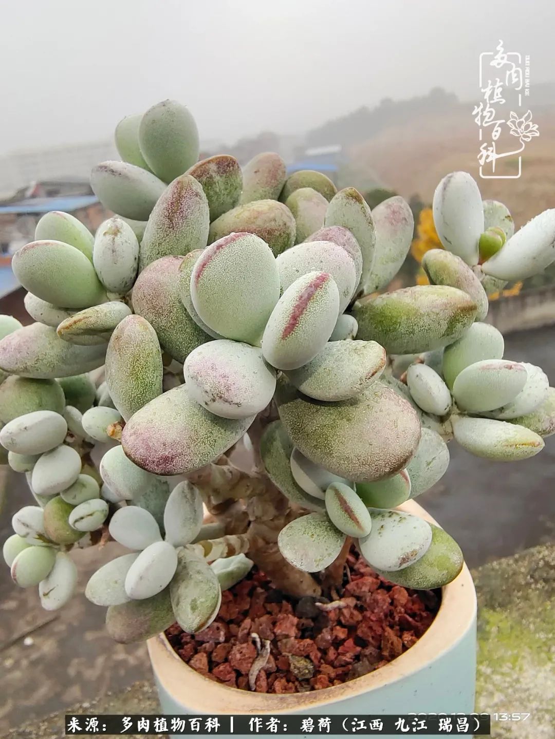 养了五年的多肉看到岁月的痕迹,经过一年春夏秋冬的轮回