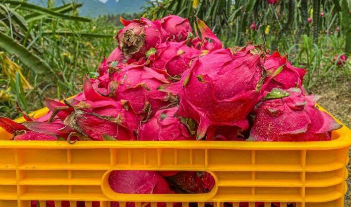 怎么买火龙果又香又甜,买火龙果怎么挑好吃