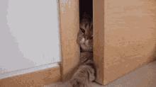 一开门猫咪就冲进卧室,猫咪越狱刚把门打开