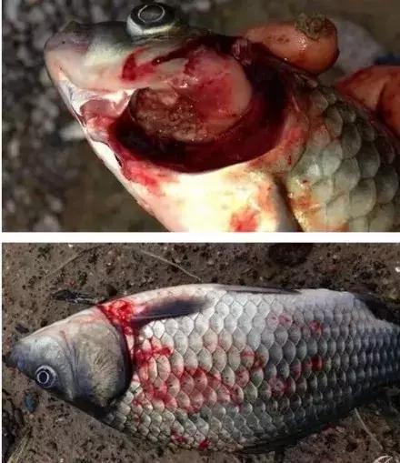 虫见愁怎么样,鲫鱼鳃出血病最新治疗方法
