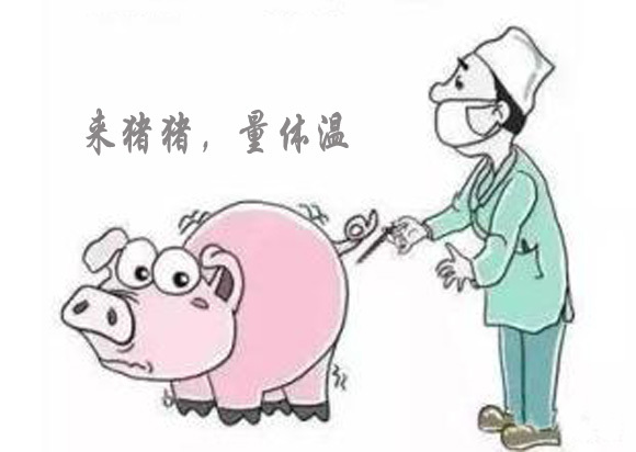 猪体温38度还身体颤抖,猪体温38度正常吗