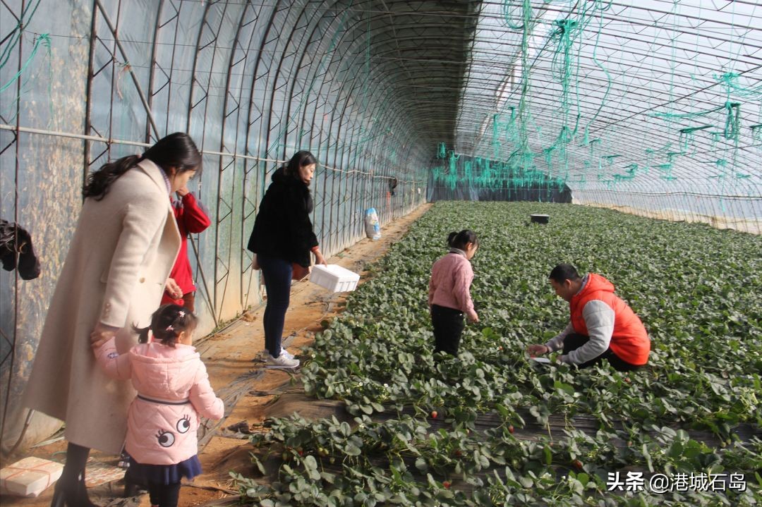 石岛即将开发的项目,石岛的项目