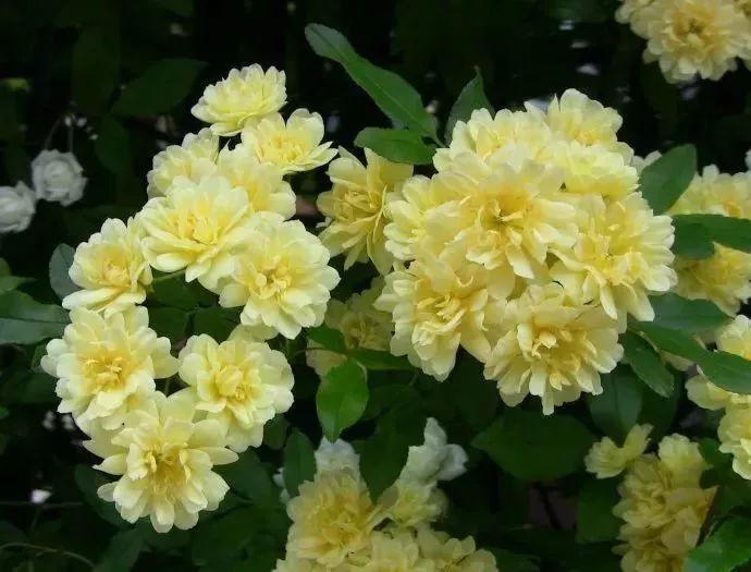 看到花的时候，不知是什么花？那就收下这份百花图谱