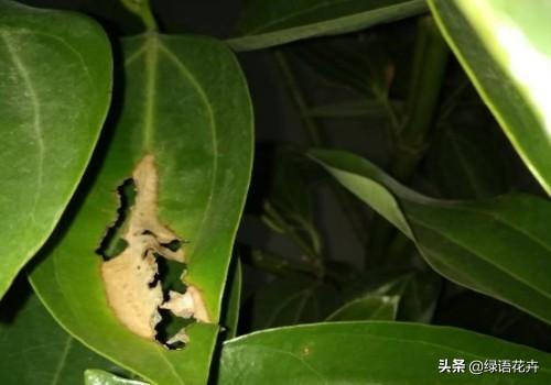 平安树的各种病害图片,平安树叶片背面常见病