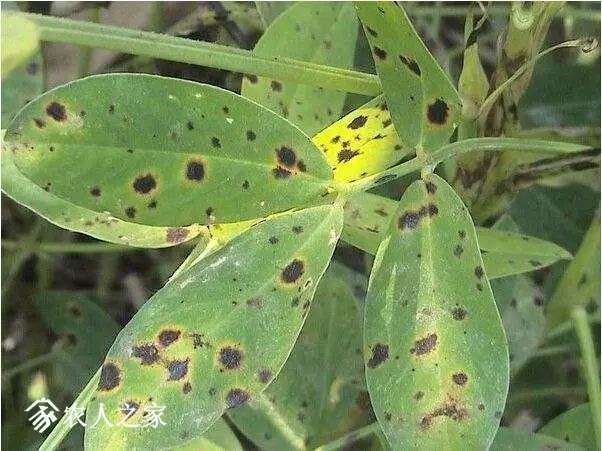 每日一课100个常识,真菌感染必备知识