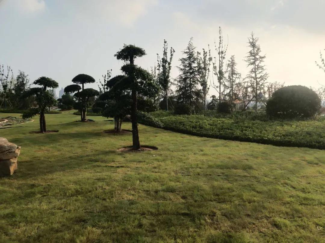 拆违复绿，建设滨河生态园林城市，临沂这家园林公司干得不错