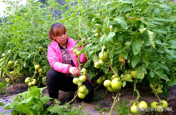 大棚种植的番茄一亩地产多少斤,南方大棚种植番茄品种有哪些