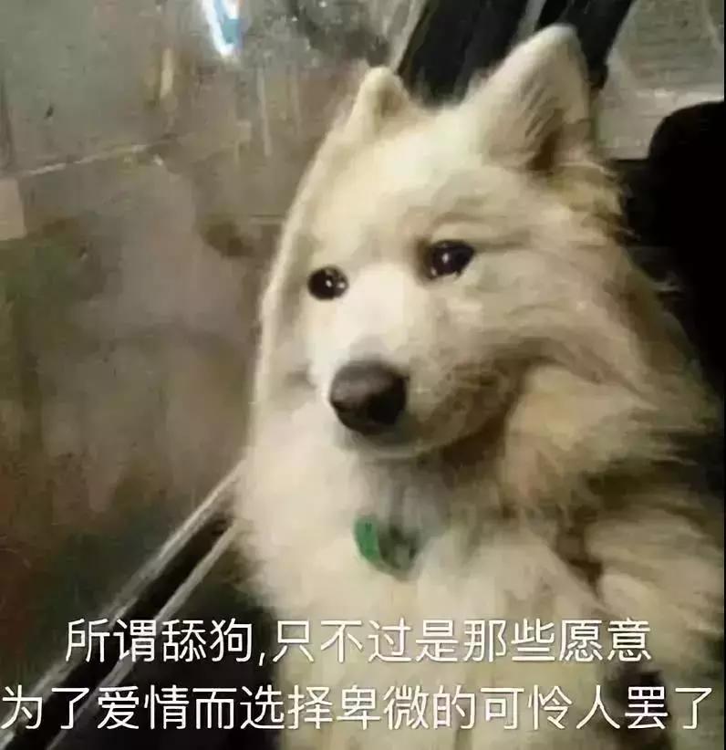 论一只舔狗的重要性,所有的舔狗都值得被尊重