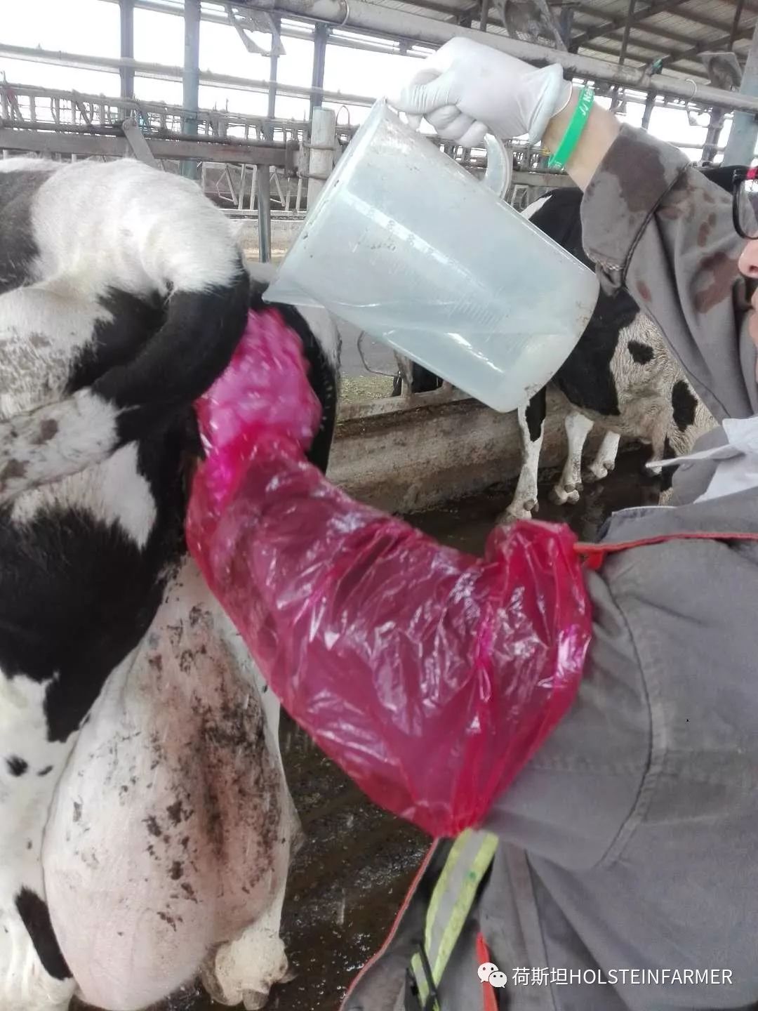 万头牧场产房工作心得分享