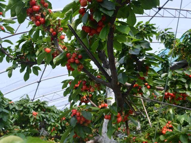 4月大量上市，却屡屡冒充进口货提高销量，果农有苦难言