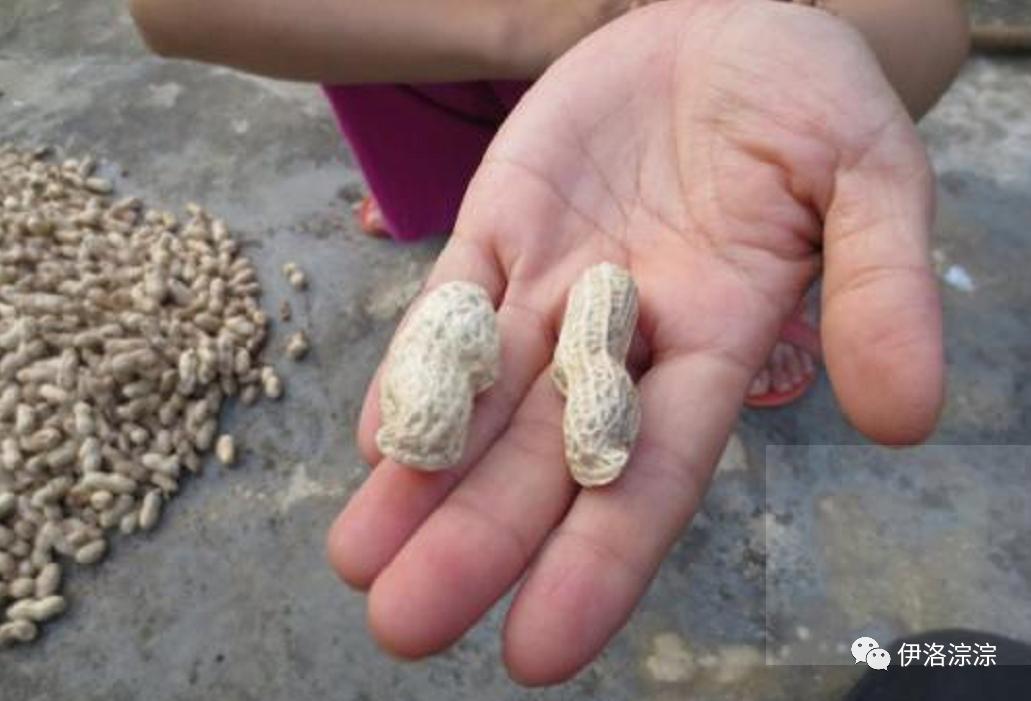 童年趣事逮蚂蚱,童年趣事捉蛐蛐