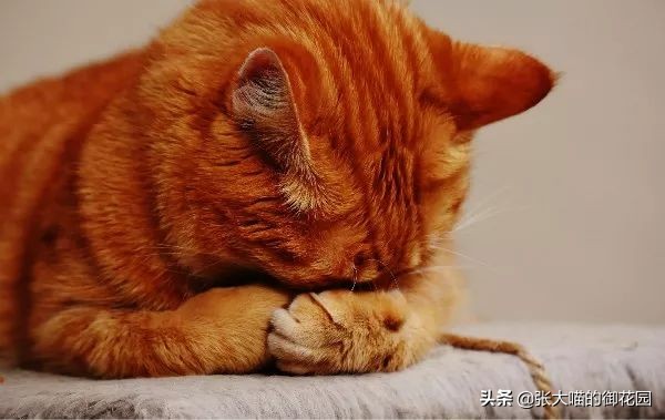 公猫咪绝育后铲屎官应该做什么,铲屎官喵星人绝育