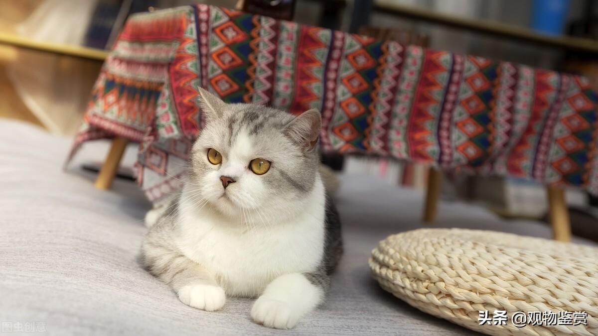 白加蓝的是什么猫,白加黄是什么品种猫