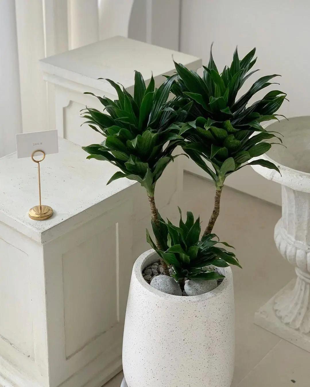 网红必备的高颜值绿植,ins风的网红绿植