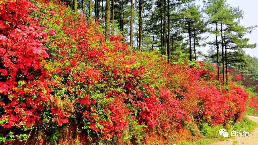 散文杜鹃花开了,散文又见满山杜鹃红