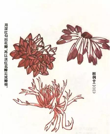 菊花国画入门简单教程,国画菊花画法技法教程