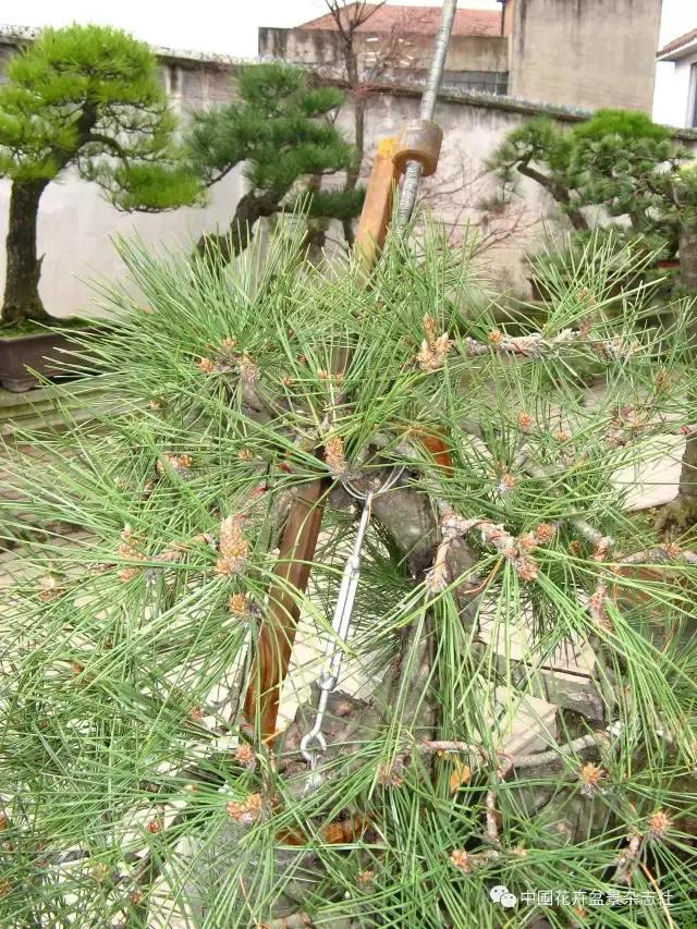 盆景黑松造型欣赏 (黑松盆景造型实例大全)