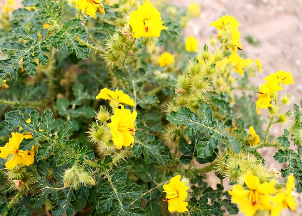 38种常见入侵植物花朵,38种疯狂的入侵植物
