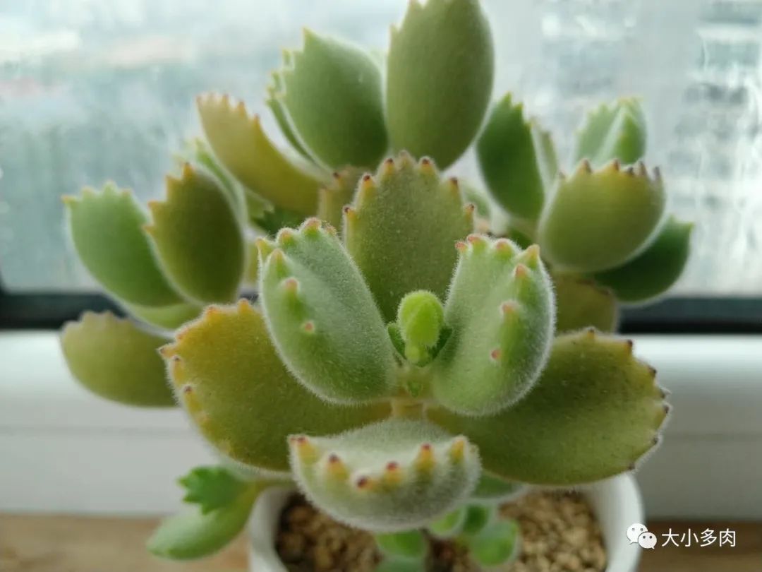 熊童子老叶干瘪新叶不长,熊童子很饱满但没有爪子怎么办