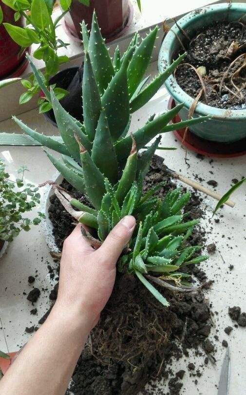 芦荟越来越干瘪如何挽救,芦荟瘪了咋办