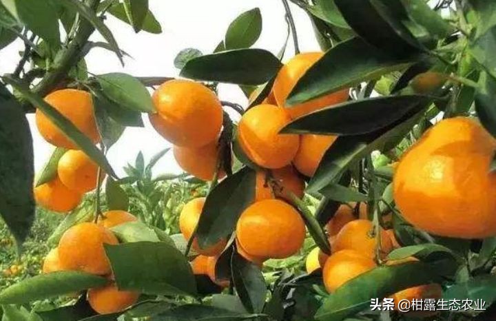 柑橘春梢弯曲怎么回事,柑橘树出现叶子卷曲