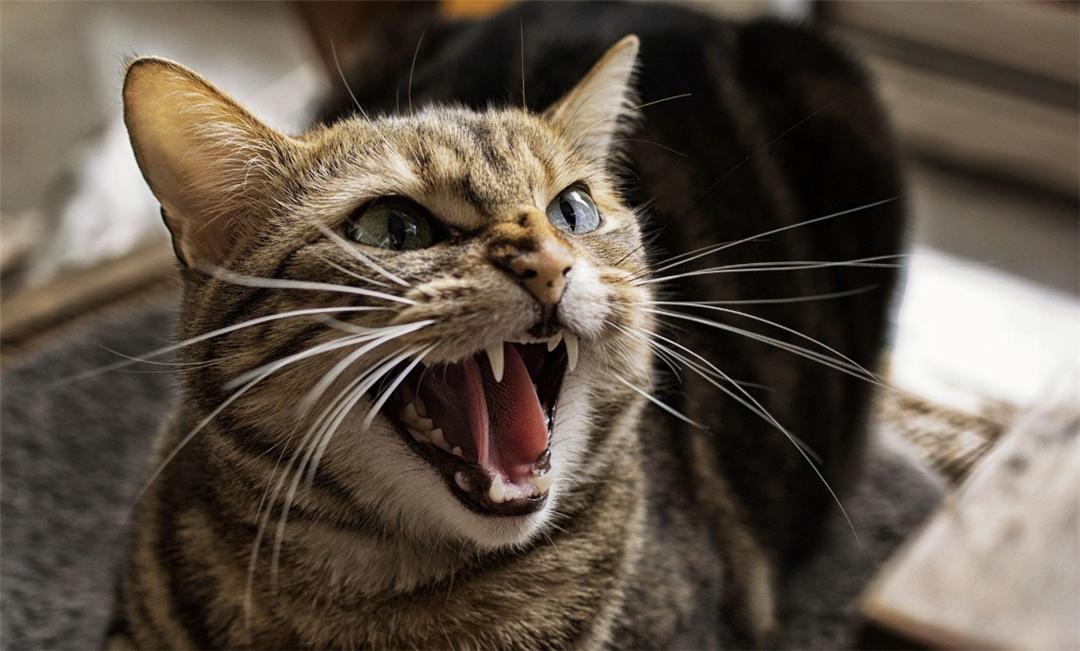 母猫交配后，为什么会满地打滚，甚至转头攻击雄性？