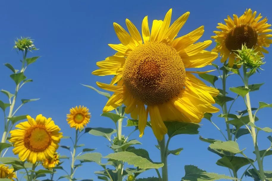 北卡，刷爆朋友圈的秘密*器武**