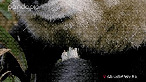 大熊猫快速吃竹笋,大熊猫吃竹子图片