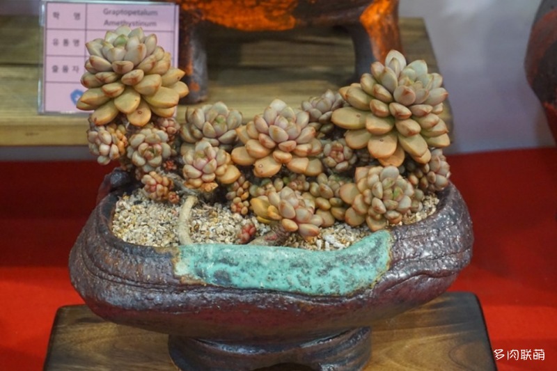 多肉欣赏桃美人,多肉植物欣赏