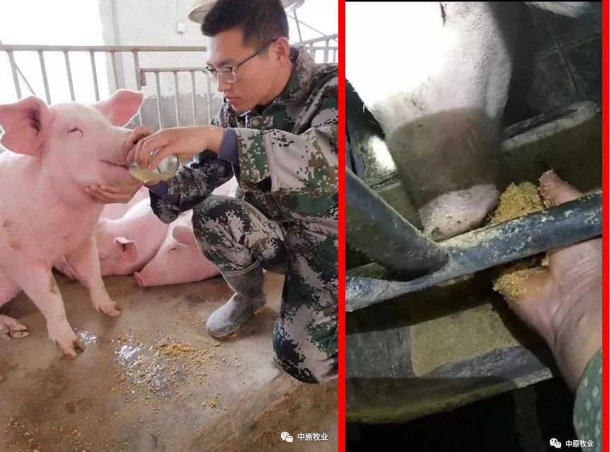 《抗非战略如何布置，分期治疗是关键》——深度剖析