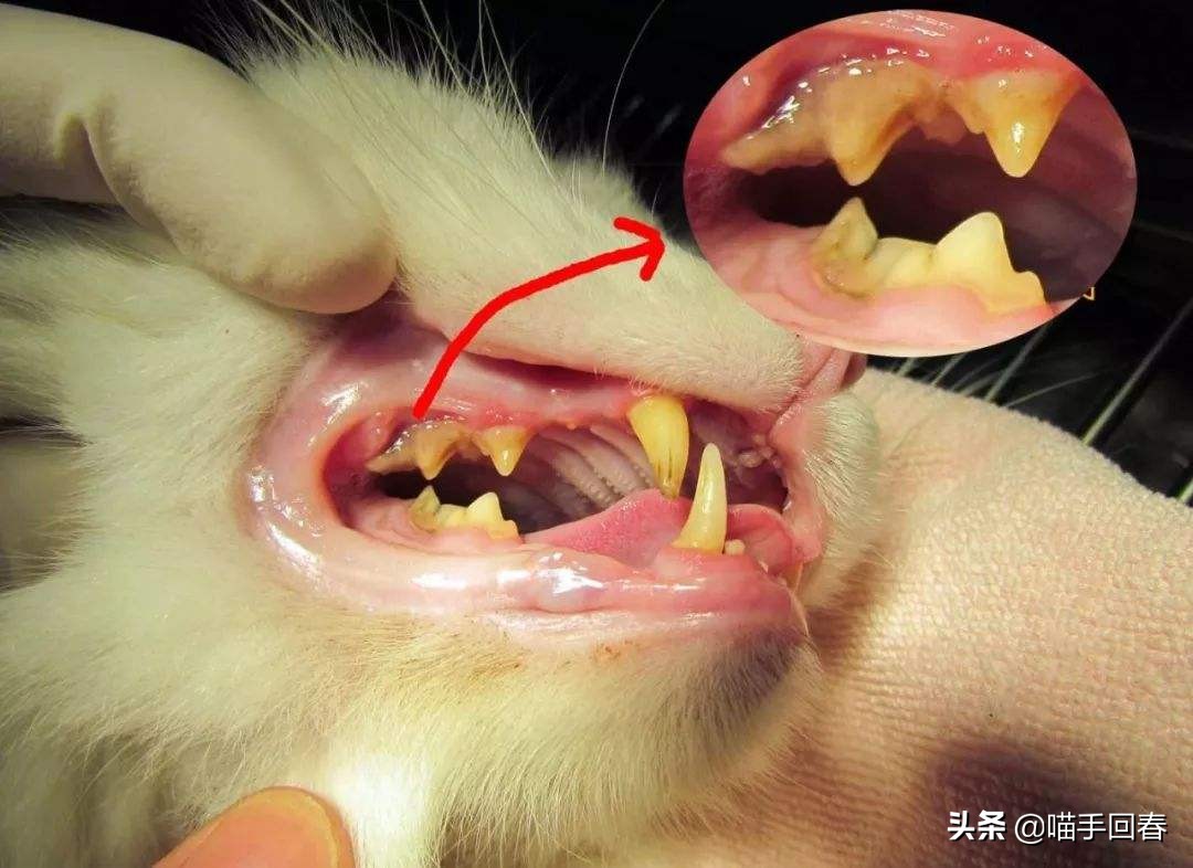 猫牙疼一定是口炎吗,牙疼不是病疼起来真的要人的命