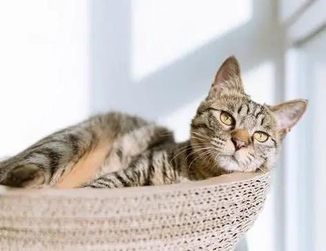 猫咪长猫癣是什么原因引起的,猫咪皮肤病黑色斑块