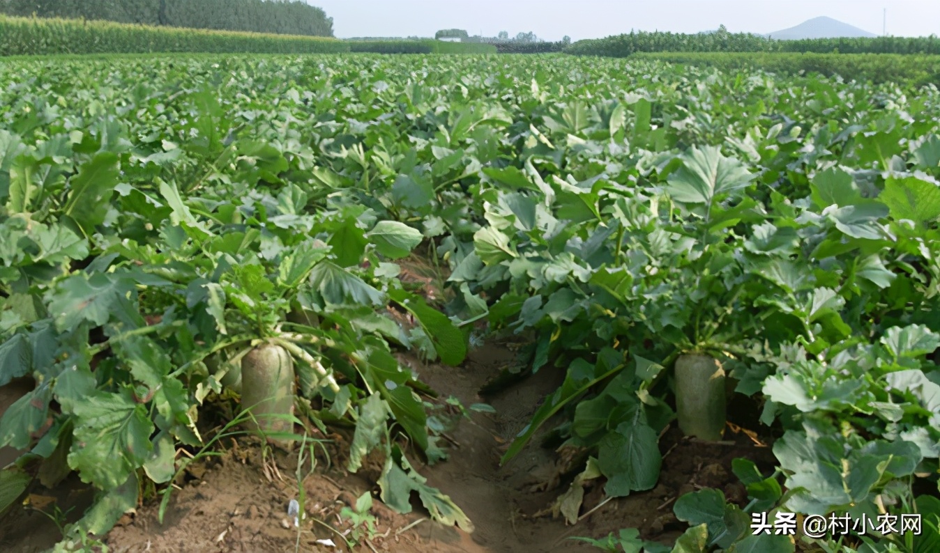 2024农村创业种植什么前景好,农民创业适合种什么