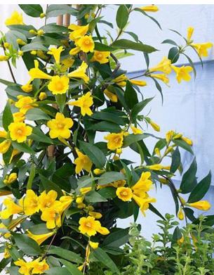 什么花比茉莉还好养,四季茉莉花哪个品种好养