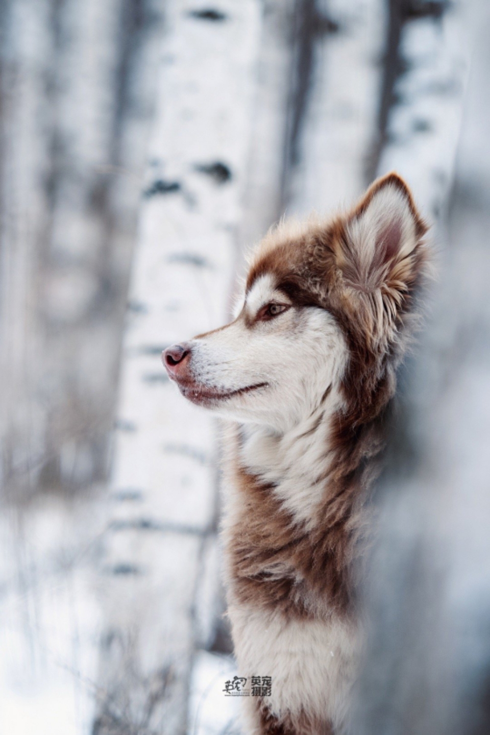 今日萌图,仓鼠身上长了疑似肿瘤的东西