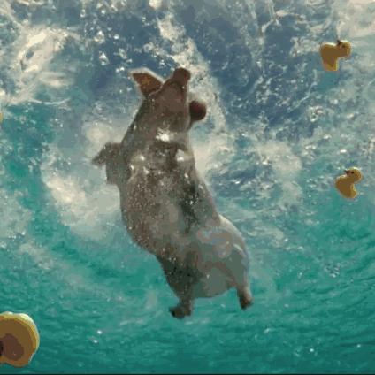 为什么游泳运动员体态这么好,游泳运动员是瘦好还是胖好