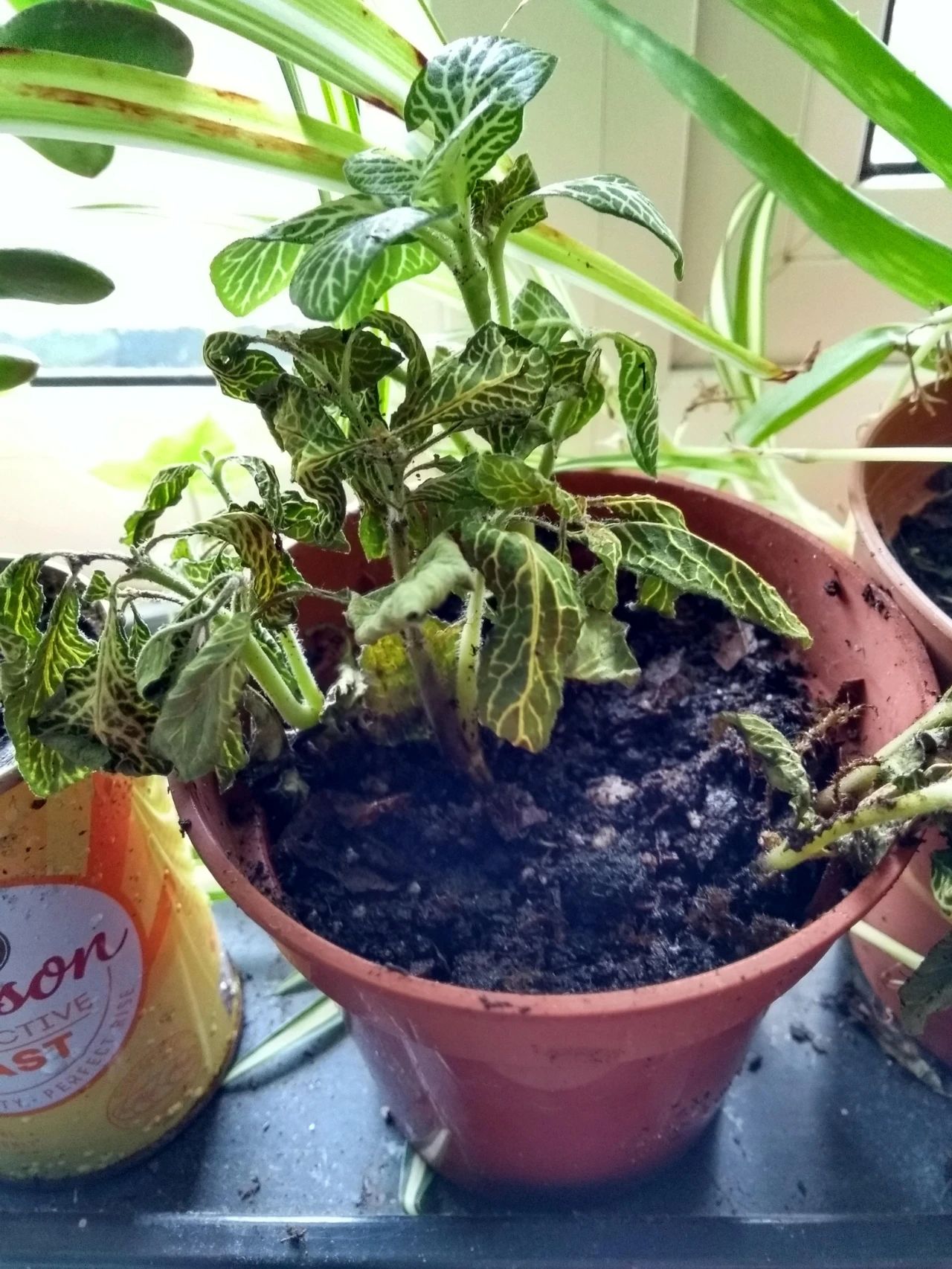 4个方法植物很容易烂根黄叶,浇水多了花枯萎了怎么救活