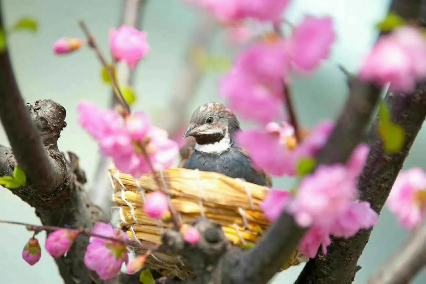 微型宠物小鸡,宠物小鸡专卖10元一只