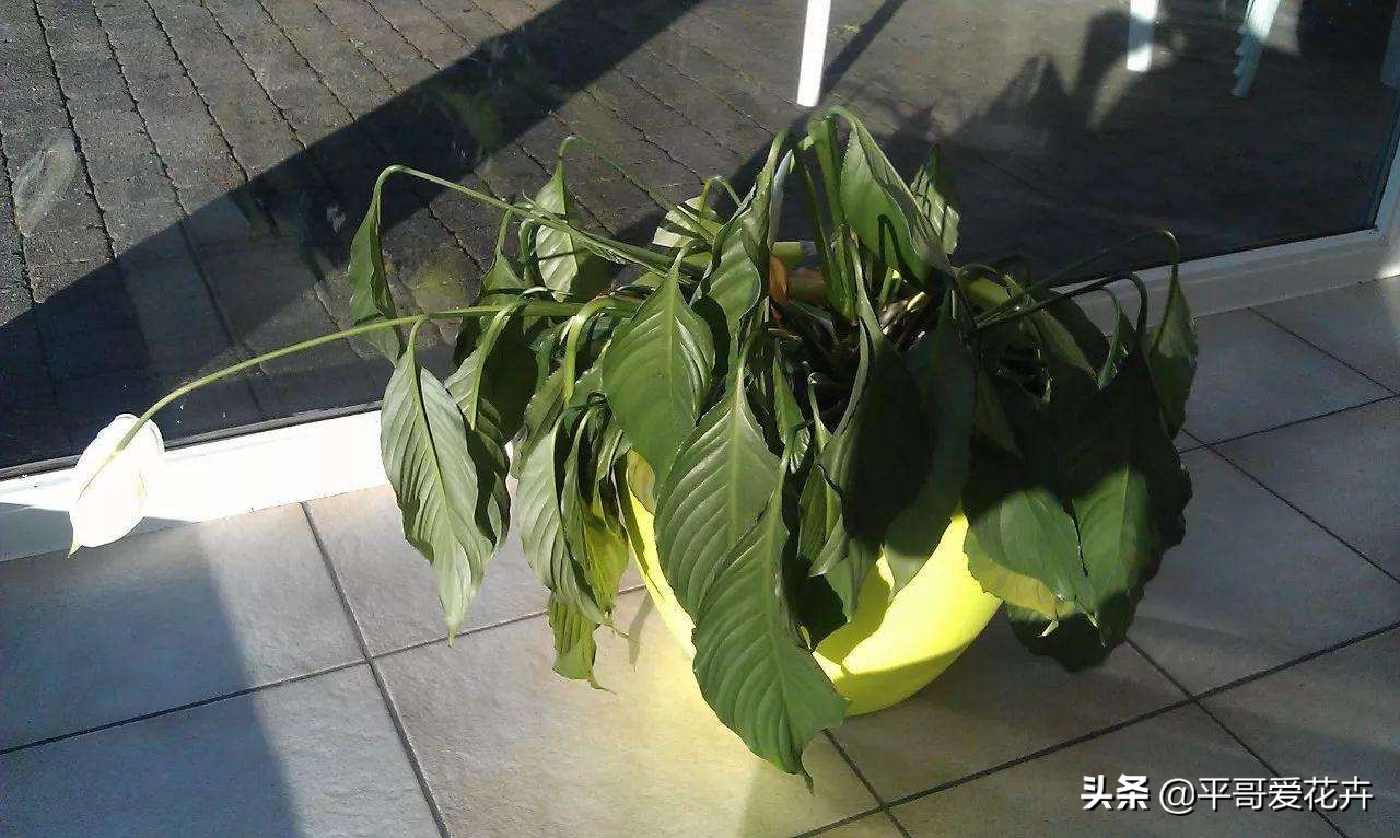 不缺水叶子打蔫了怎么办,夏季中午为什么浇水反而会萎蔫