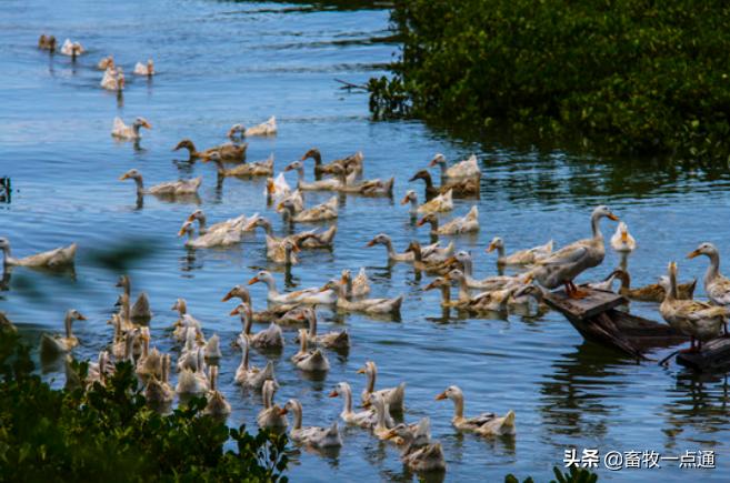 蛔虫和绦虫哪个危害大,蛔虫病绦虫病蛲虫病