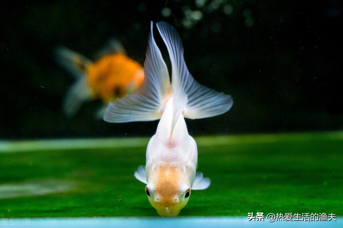 金鱼拉的细长的白线怎么办,金鱼拉得太多怎么办