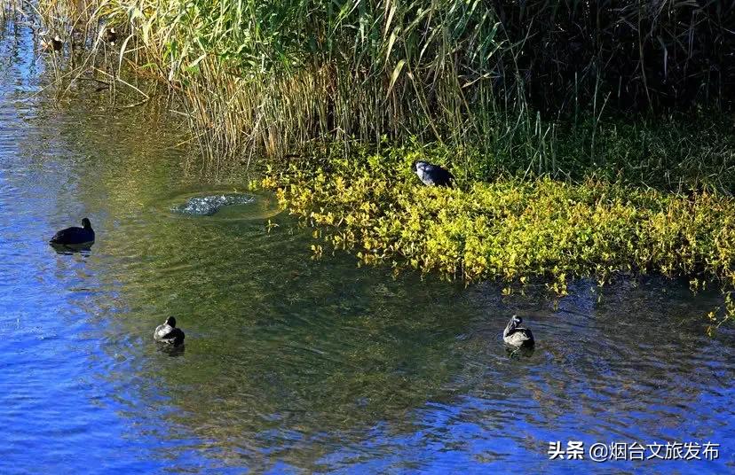大自然打翻了调色板的唯美句子,烟台自然景点