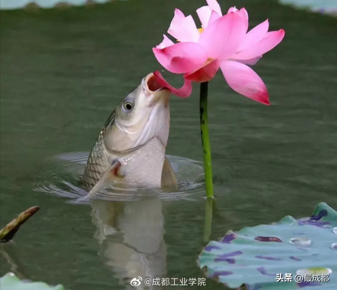 成都出现“鱼吃荷花”奇景？西瓜视频带你看拥有超能力的神奇生物