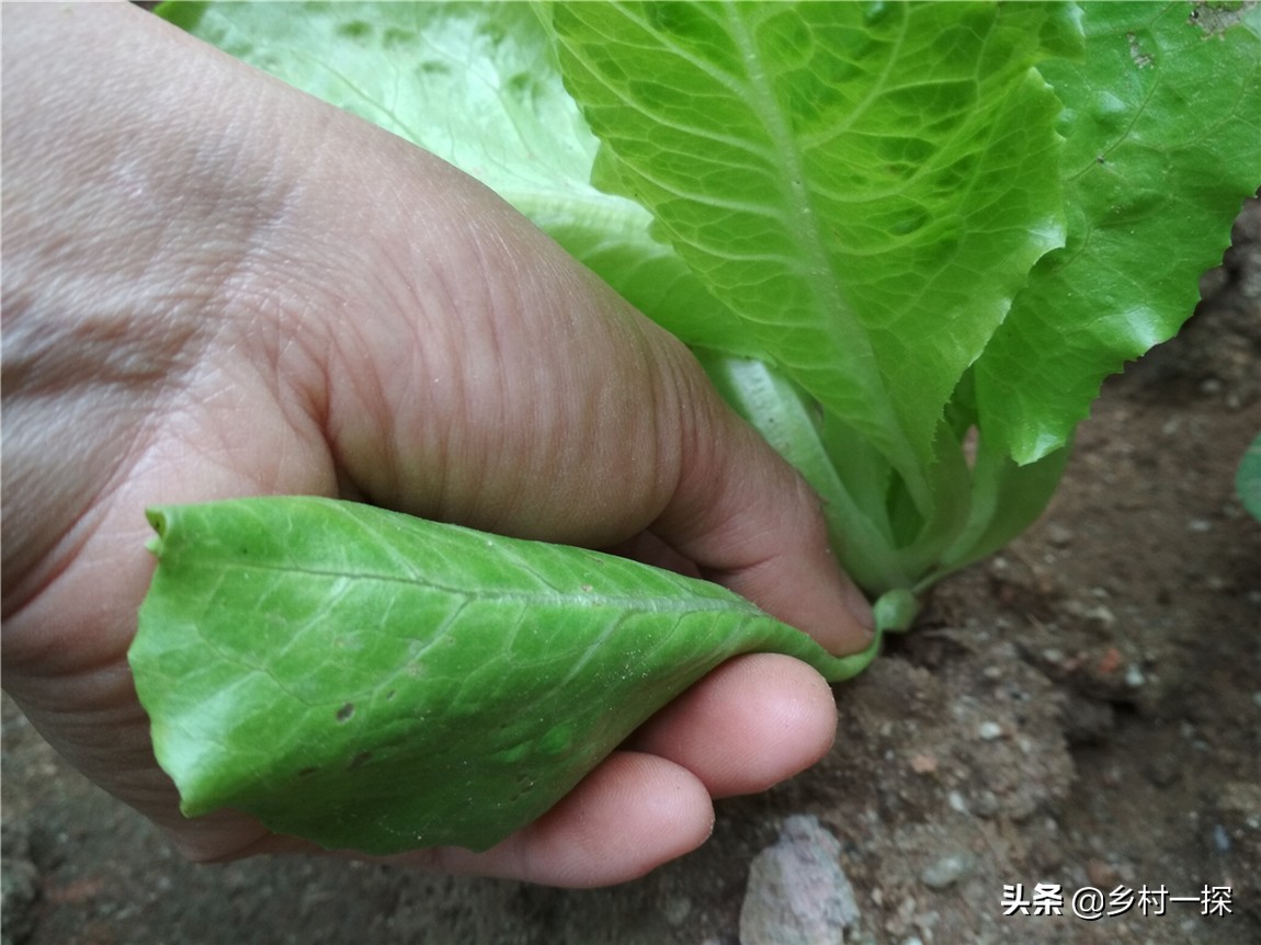 种植生菜很苦怎么补救,种植生菜的关注事项和禁忌