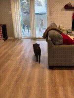 入戏太深！猪把自己当成狗，和狗一起玩耍