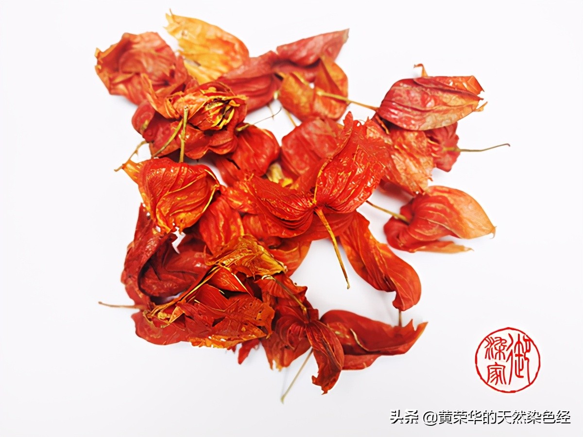 草药红姑娘,植物红姑娘的功效