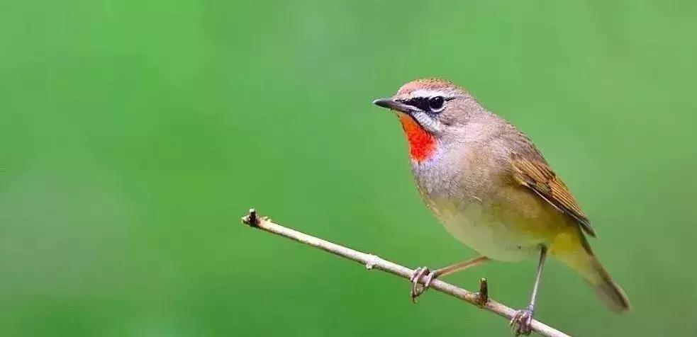鸟上火了怎么办,鸟上火的最好方法