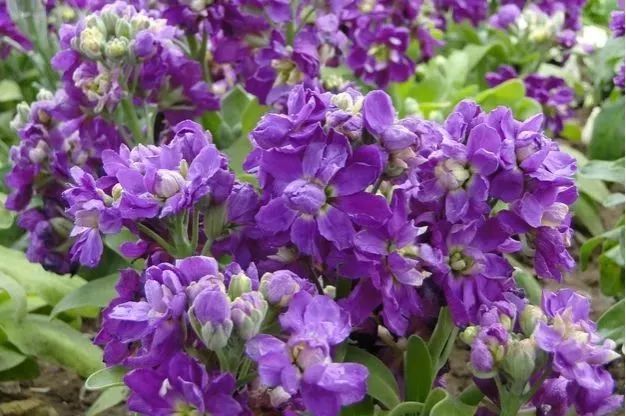 看到花的时候，不知是什么花？那就收下这份百花图谱